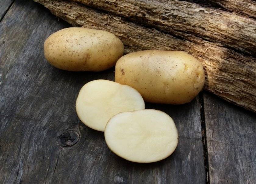Сорт картофеля невский: описание, характеристики, фото, отзывы
