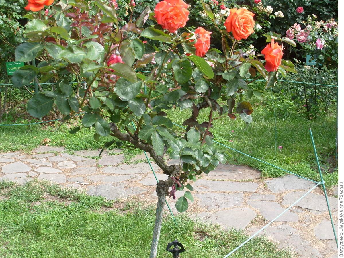 Штамбовые розы — описание, виды