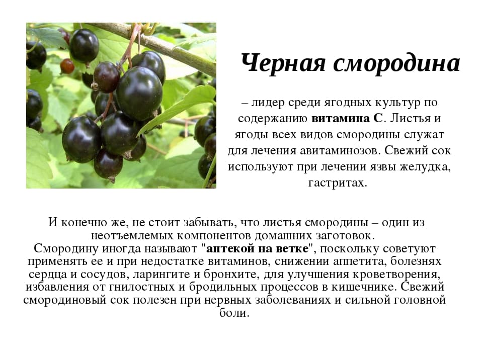 Смородина черная. посадка, размножение, уход, сорта, фото на supersadovnik.ru