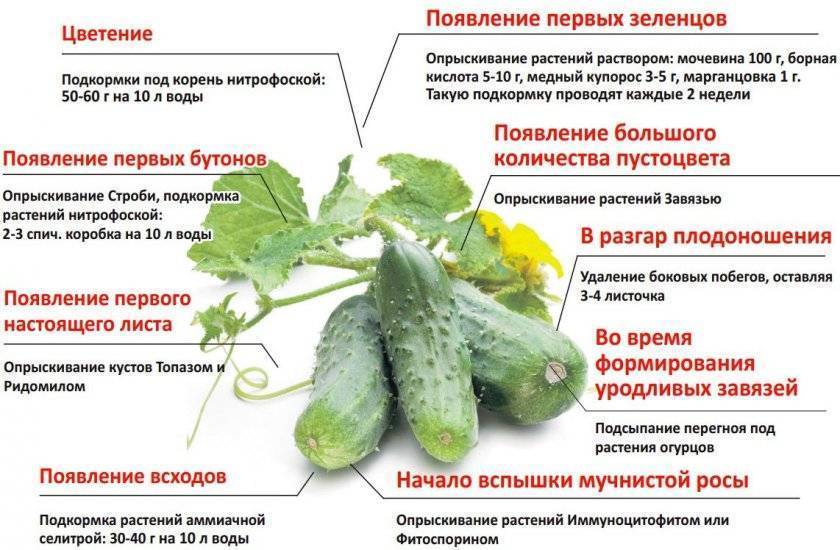Чем подкормить огурцы в период плодоношения для увеличения урожая в два раза, советы бывалых садоводов
