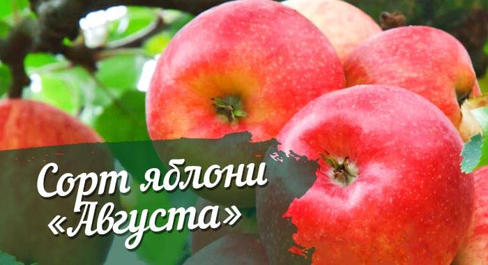 Описание сорта яблони августа: фото яблок, важные характеристики, урожайность с дерева
