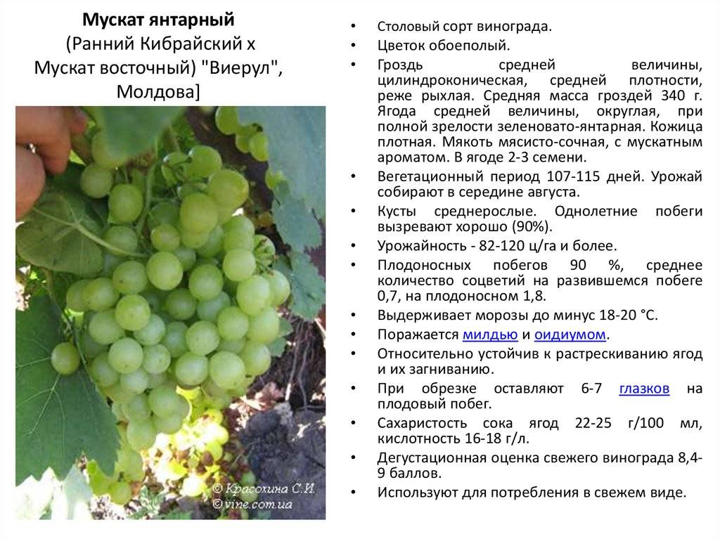Сорт винограда рислинг: описание и характеристика этого устойчивого сорта, какой у него вкус и особенности выращивания