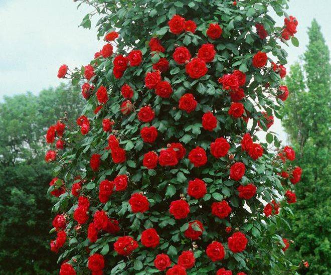 Роза сантана: история, описание и характеристика сорта, отзывы садоводов + особенности выращивания плетистого цветка