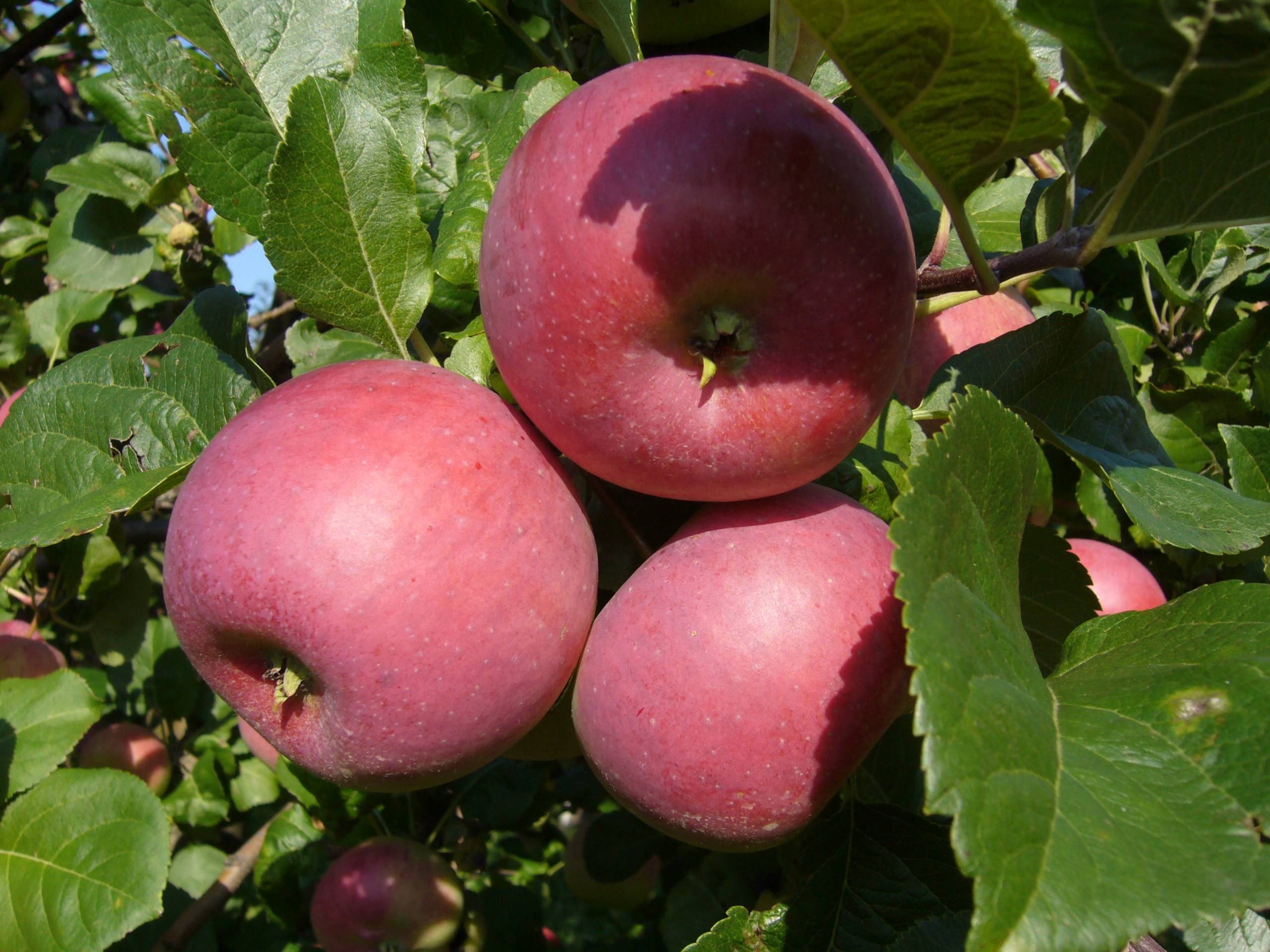 Яблоня поспех: особенности сорта и ухода