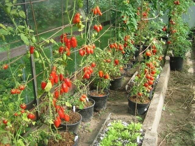 Выращиваем томаты в ведрах